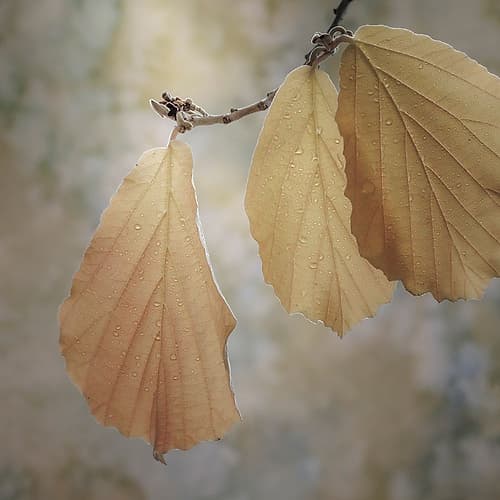 USA-Washington State-Seabeck Close-up of hazelnut leaves Places Print